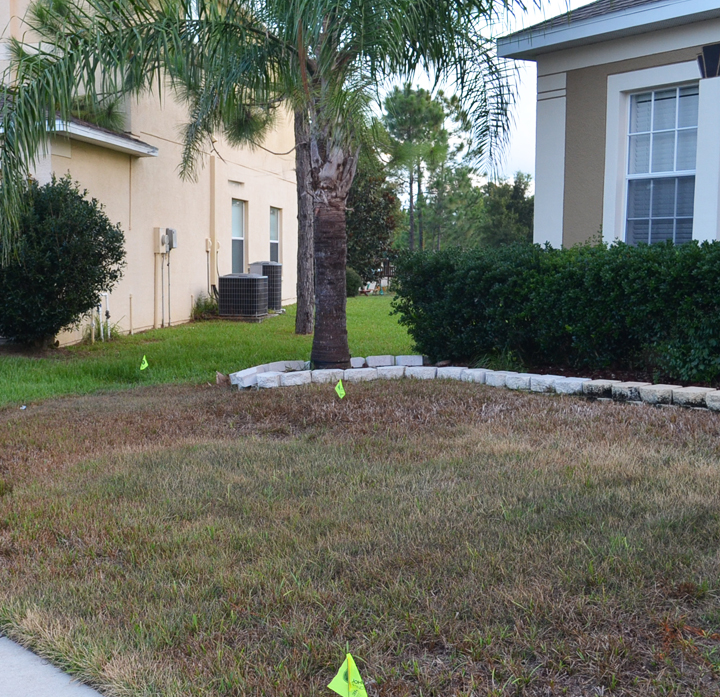 Before: Patchy, dry lawn needing restoration