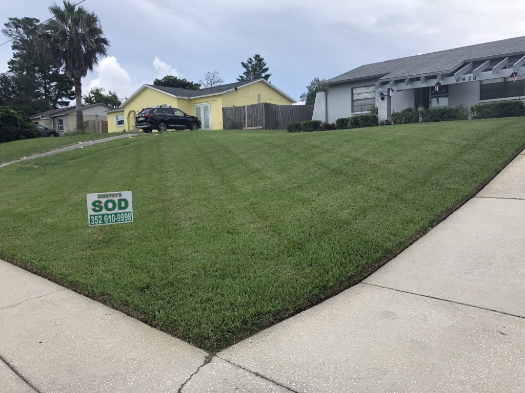 Expansive well-maintained lawn with Murphy's Sod sign